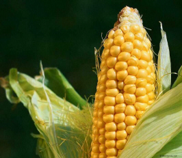 corn a GMO